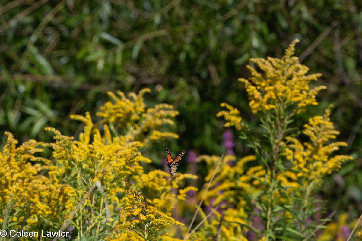 Monarch - ML641144671