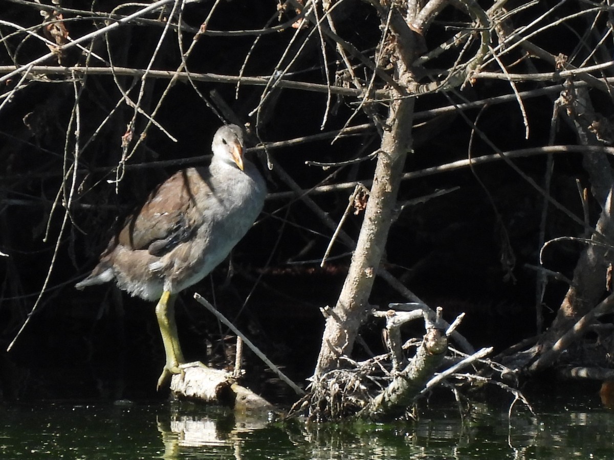 Common Gallinule - ML641144690