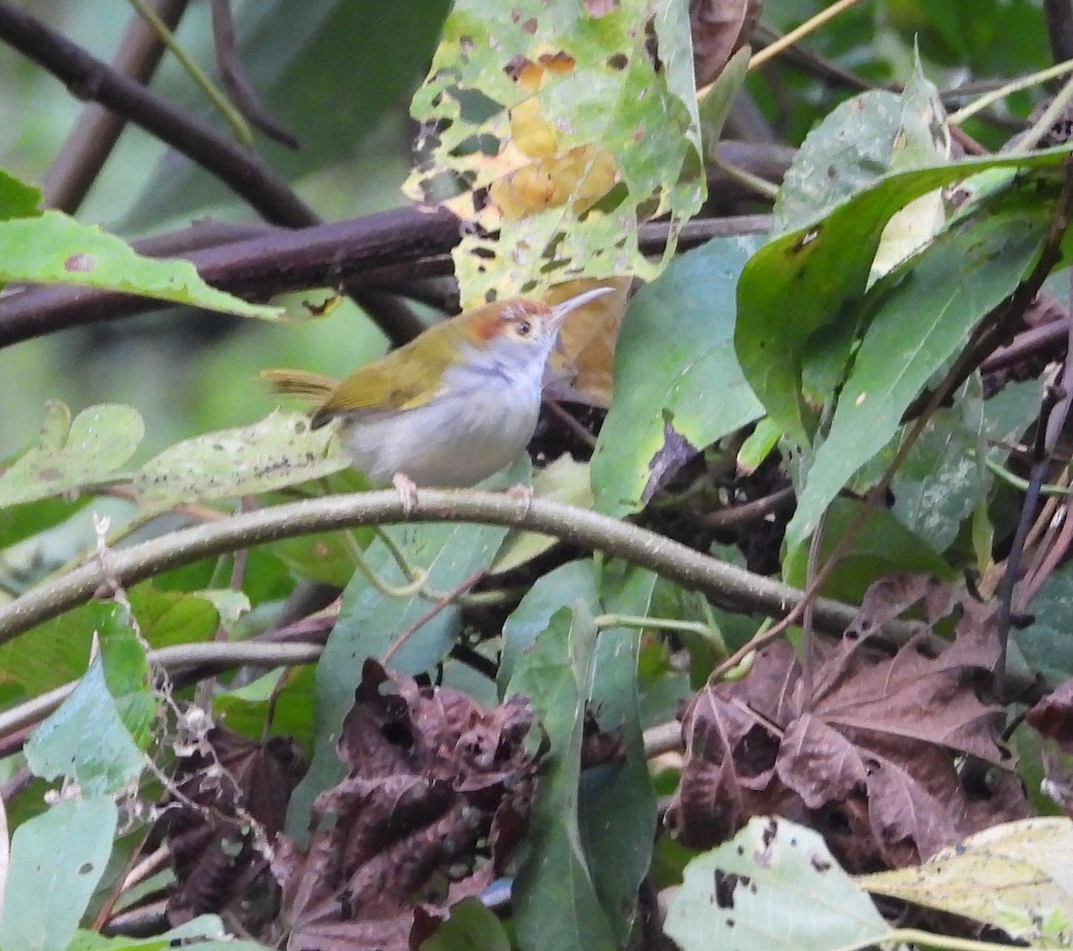 Dark-necked Tailorbird - ML641144736