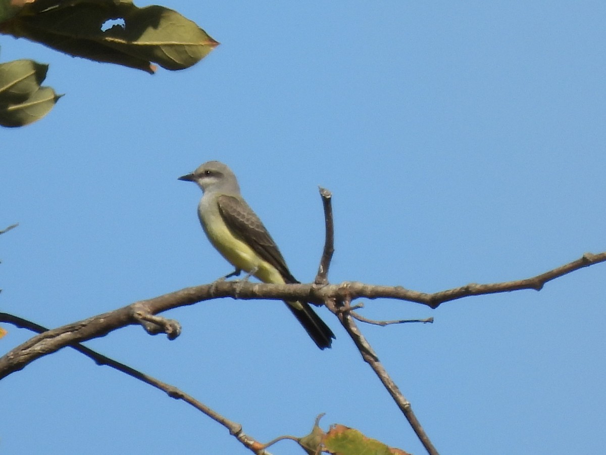 Western Kingbird - ML641144740