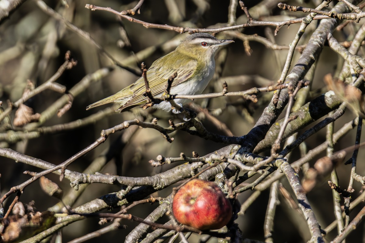 Red-eyed Vireo - ML641144780