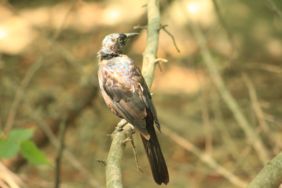Common Grackle - ML641144785