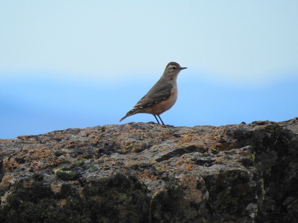Rufous-banded Miner - ML641144806