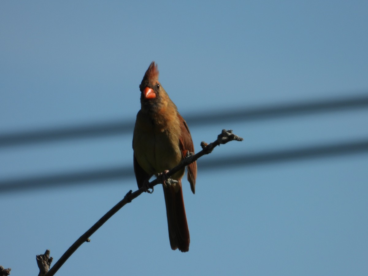Northern Cardinal - ML641144827