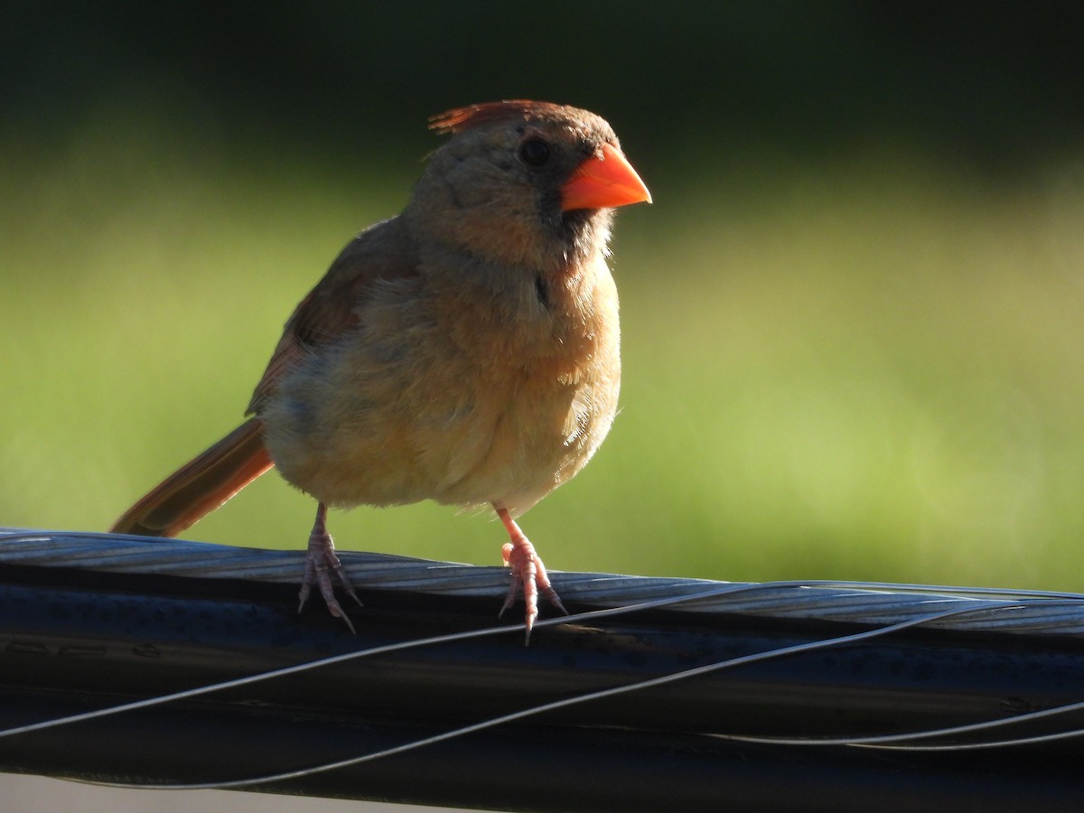 Northern Cardinal - ML641144829