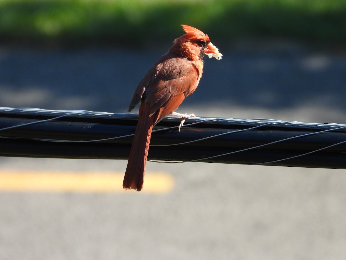 Northern Cardinal - ML641144833