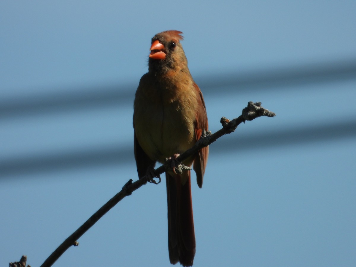 Northern Cardinal - ML641144834
