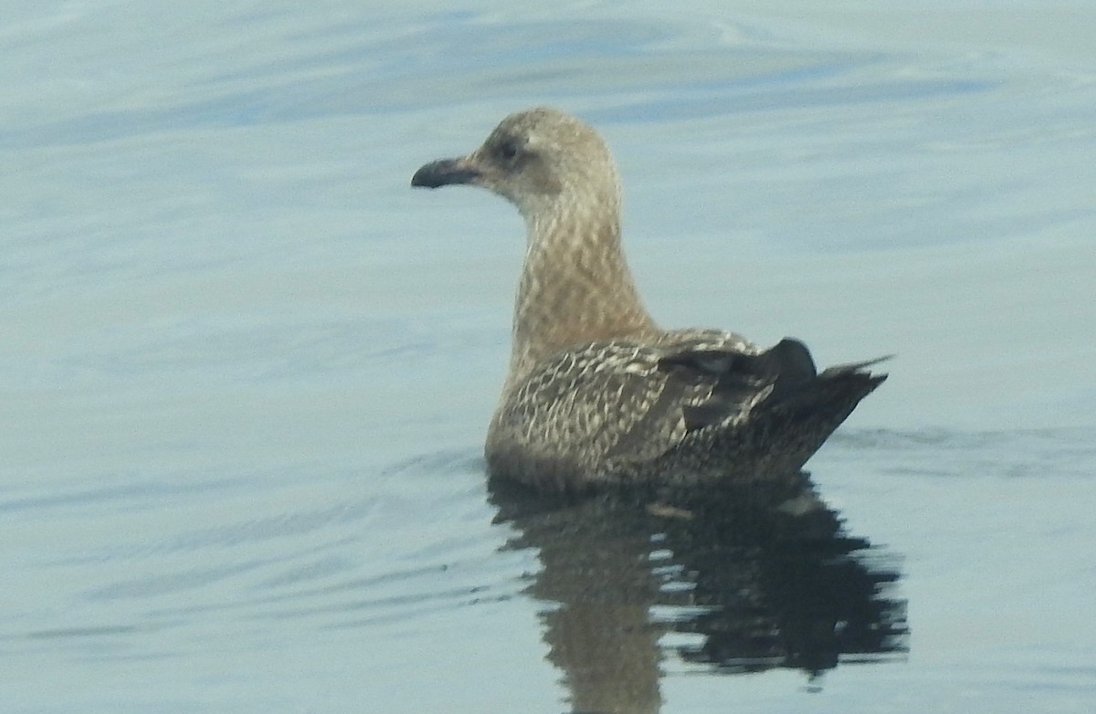 Northern Fulmar (Pacific) - ML641144835