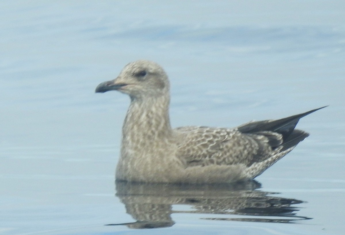 Northern Fulmar (Pacific) - ML641144837