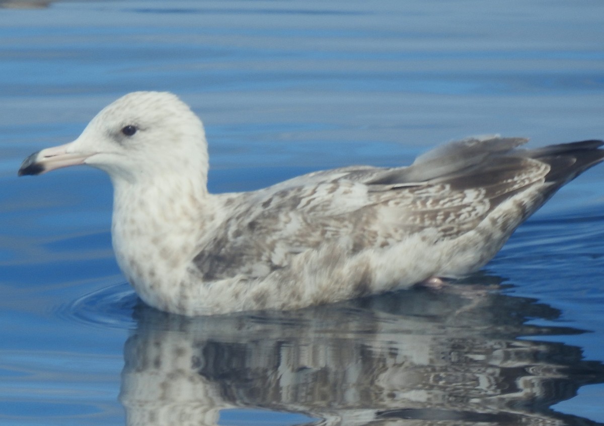 Northern Fulmar (Pacific) - ML641144838