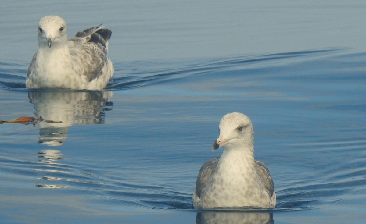 Northern Fulmar (Pacific) - ML641144839