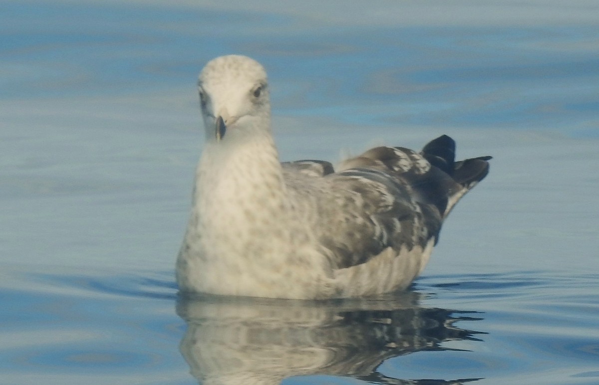 Northern Fulmar (Pacific) - ML641144840