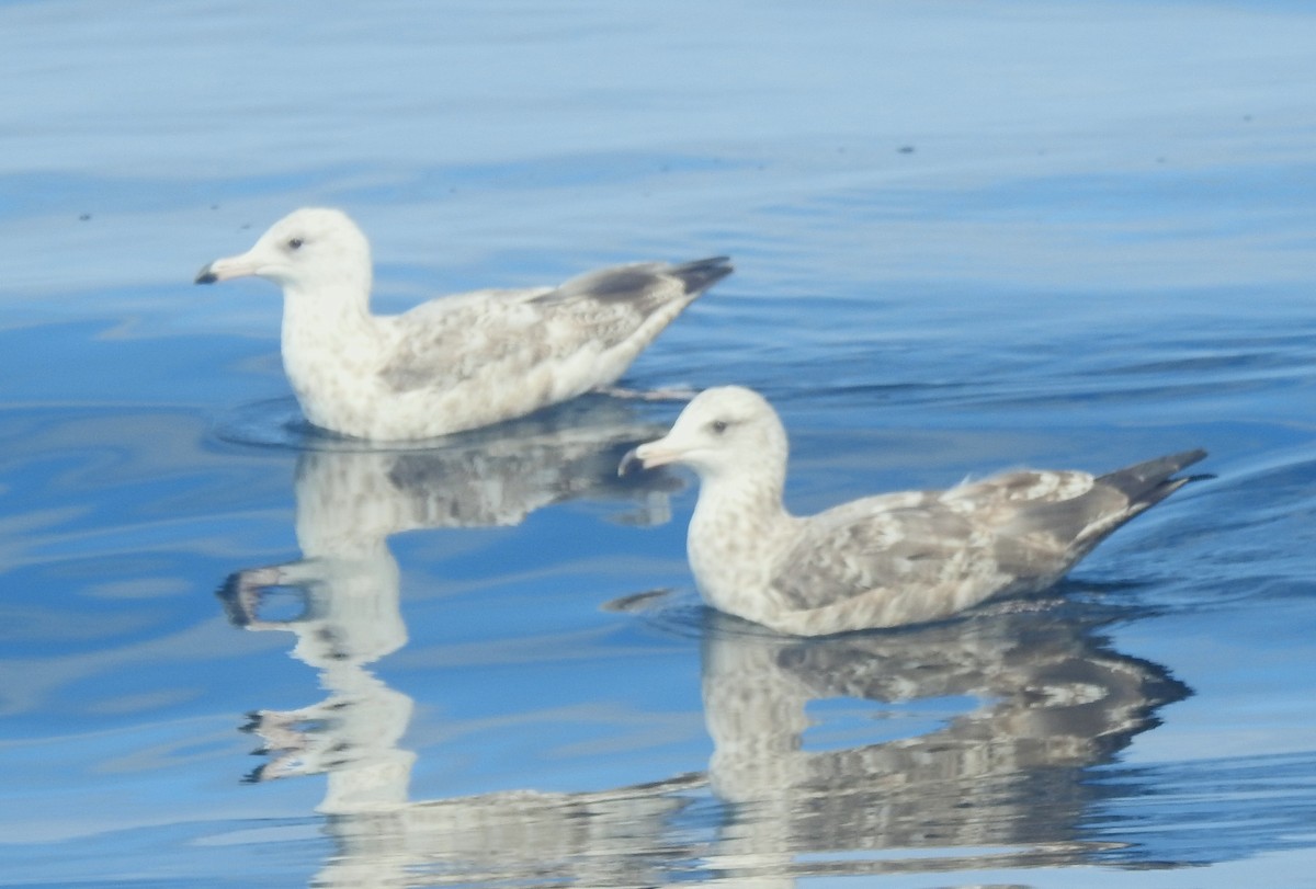 Northern Fulmar (Pacific) - ML641144842