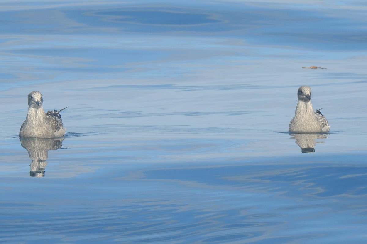 Northern Fulmar (Pacific) - ML641144843