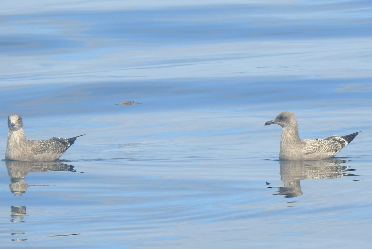 Northern Fulmar (Pacific) - ML641144844