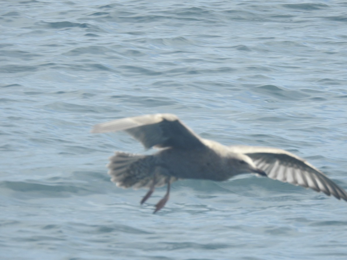 Northern Fulmar (Pacific) - ML641144846