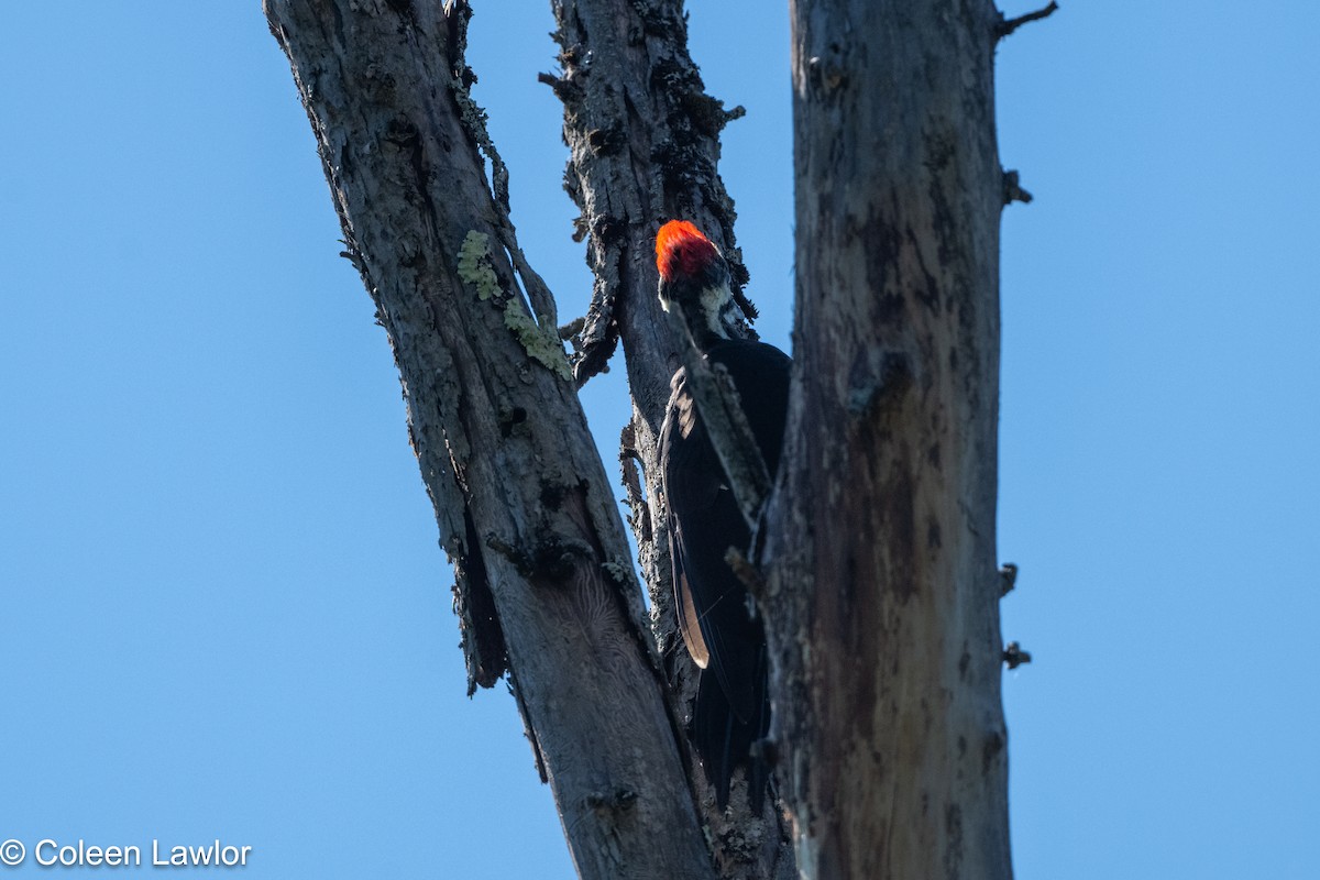 datel chocholatý - ML641144883