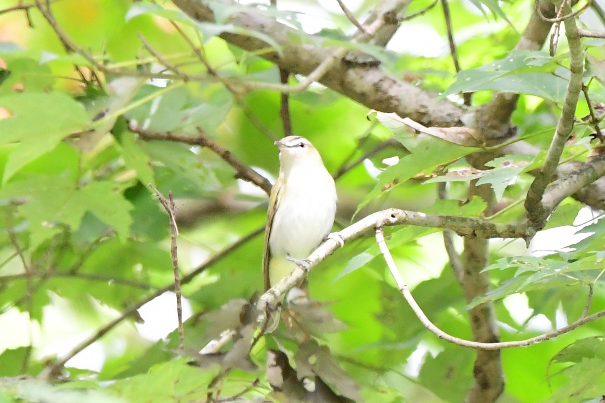 Red-eyed Vireo - ML641144885