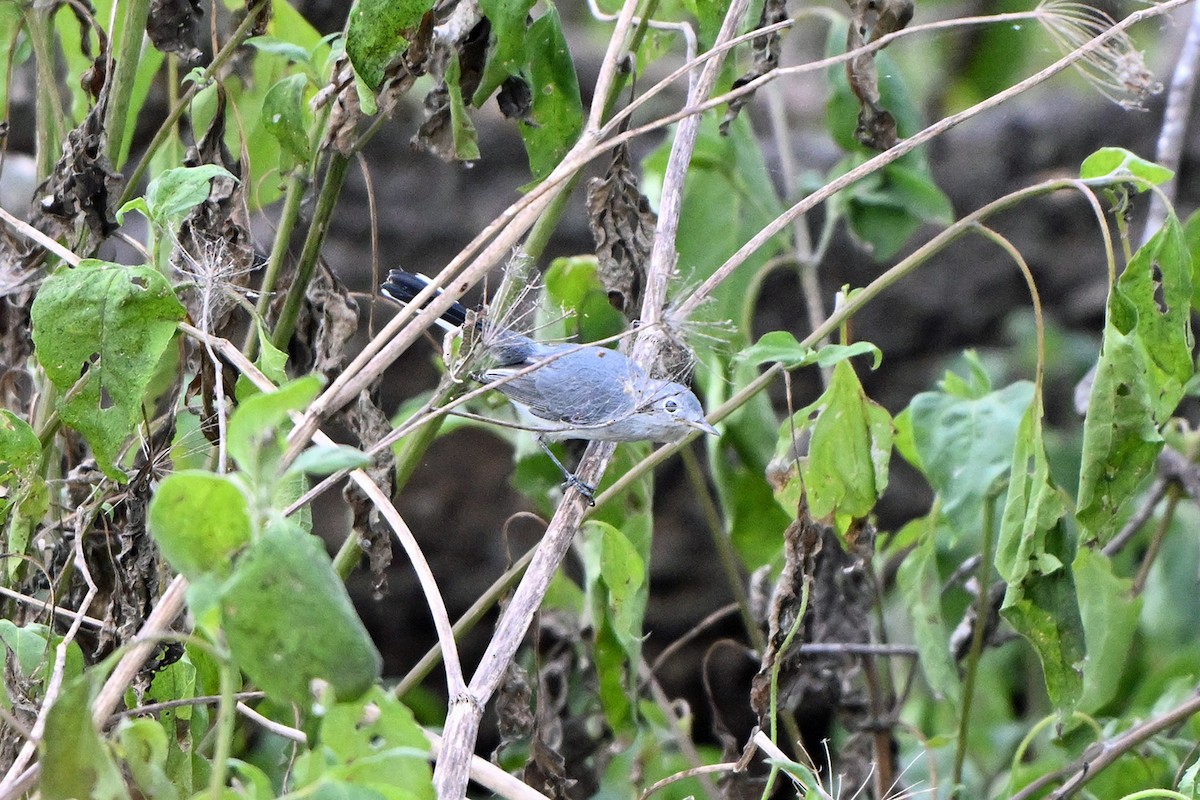 Blue-gray Gnatcatcher - ML641144912