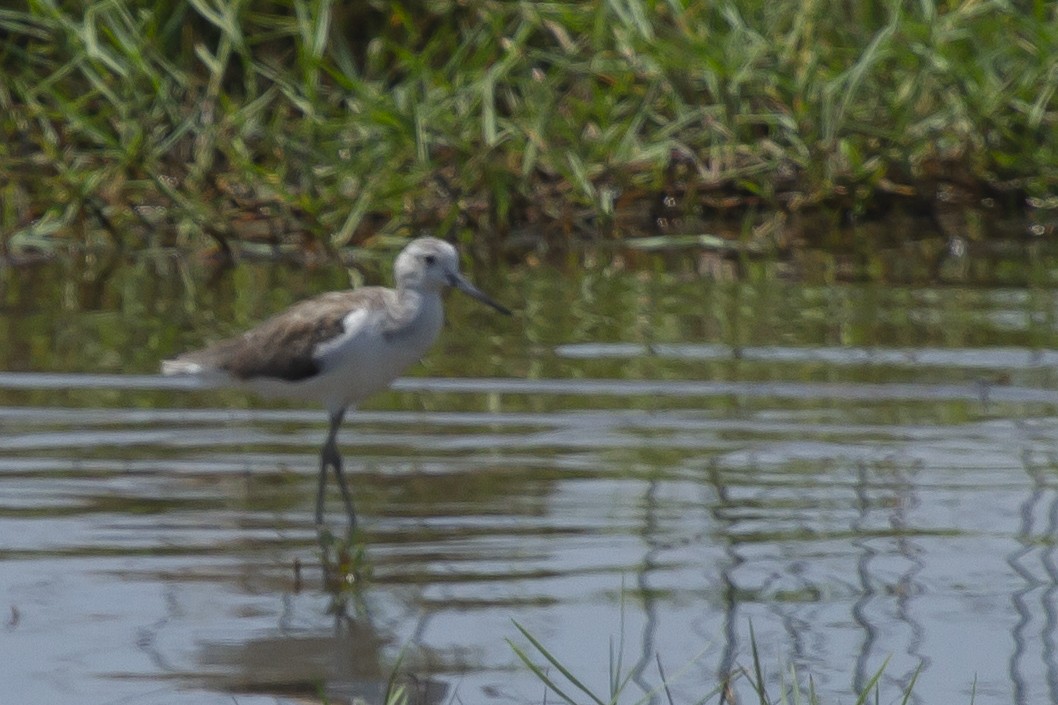 Common Greenshank - ML641144917