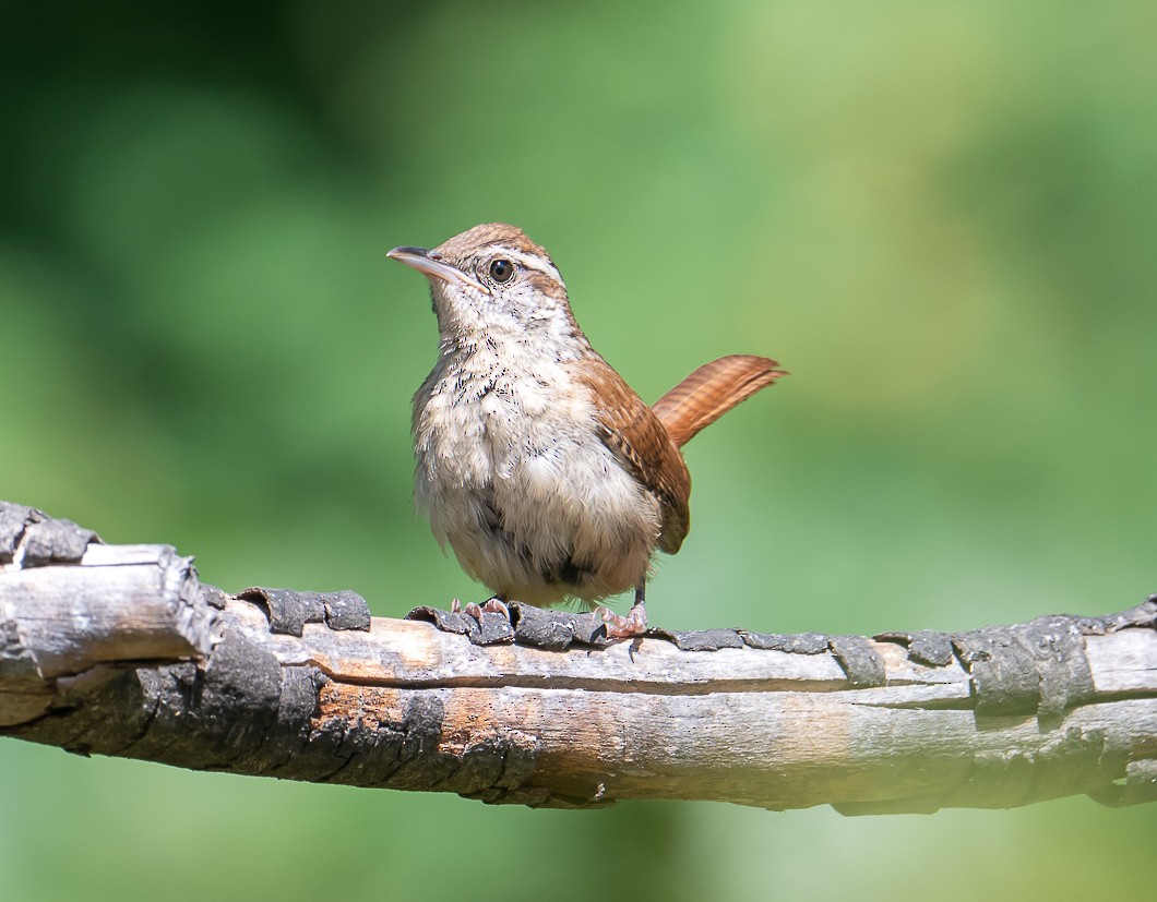 Carolina Wren - ML641144921