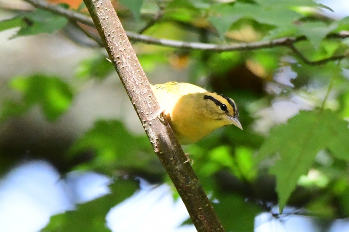 Worm-eating Warbler - ML641144930