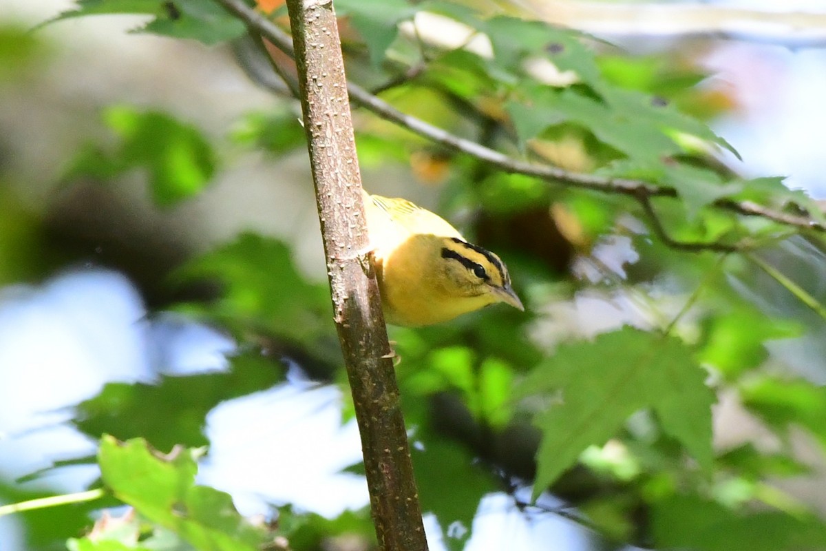 Worm-eating Warbler - ML641144931