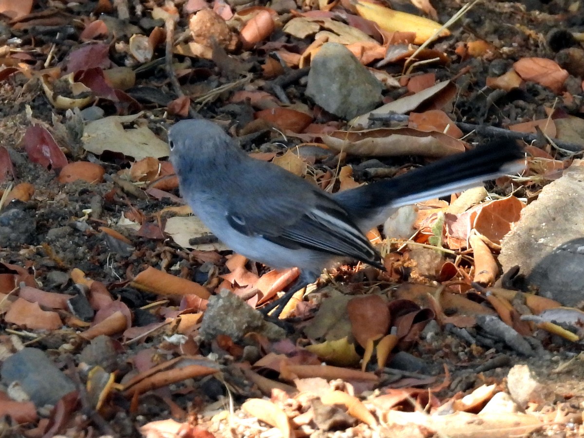 Blue-gray Gnatcatcher - ML641144942