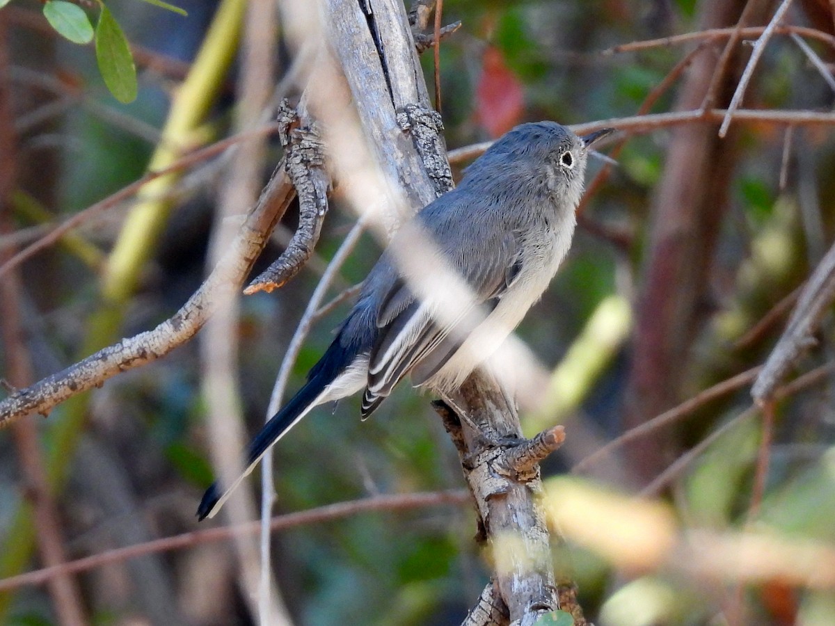 Blue-gray Gnatcatcher - ML641144943