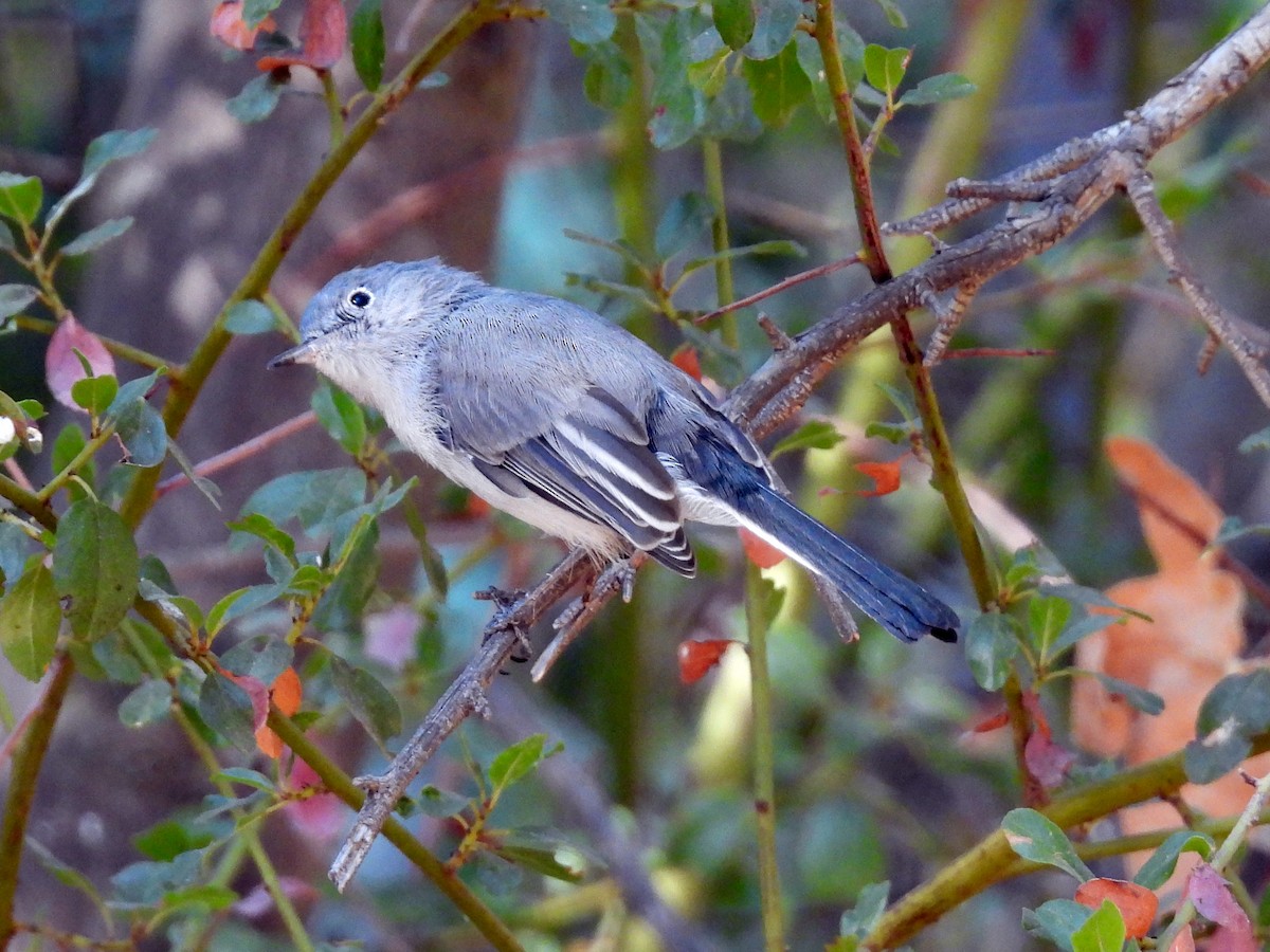 Blue-gray Gnatcatcher - ML641144944