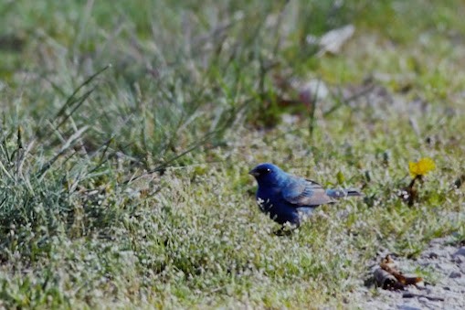 Indigo Bunting - ML641144946