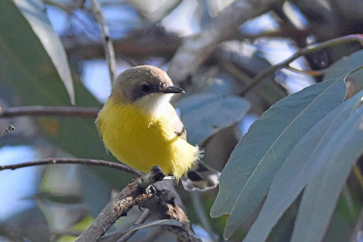 White-throated Gerygone - ML641144958