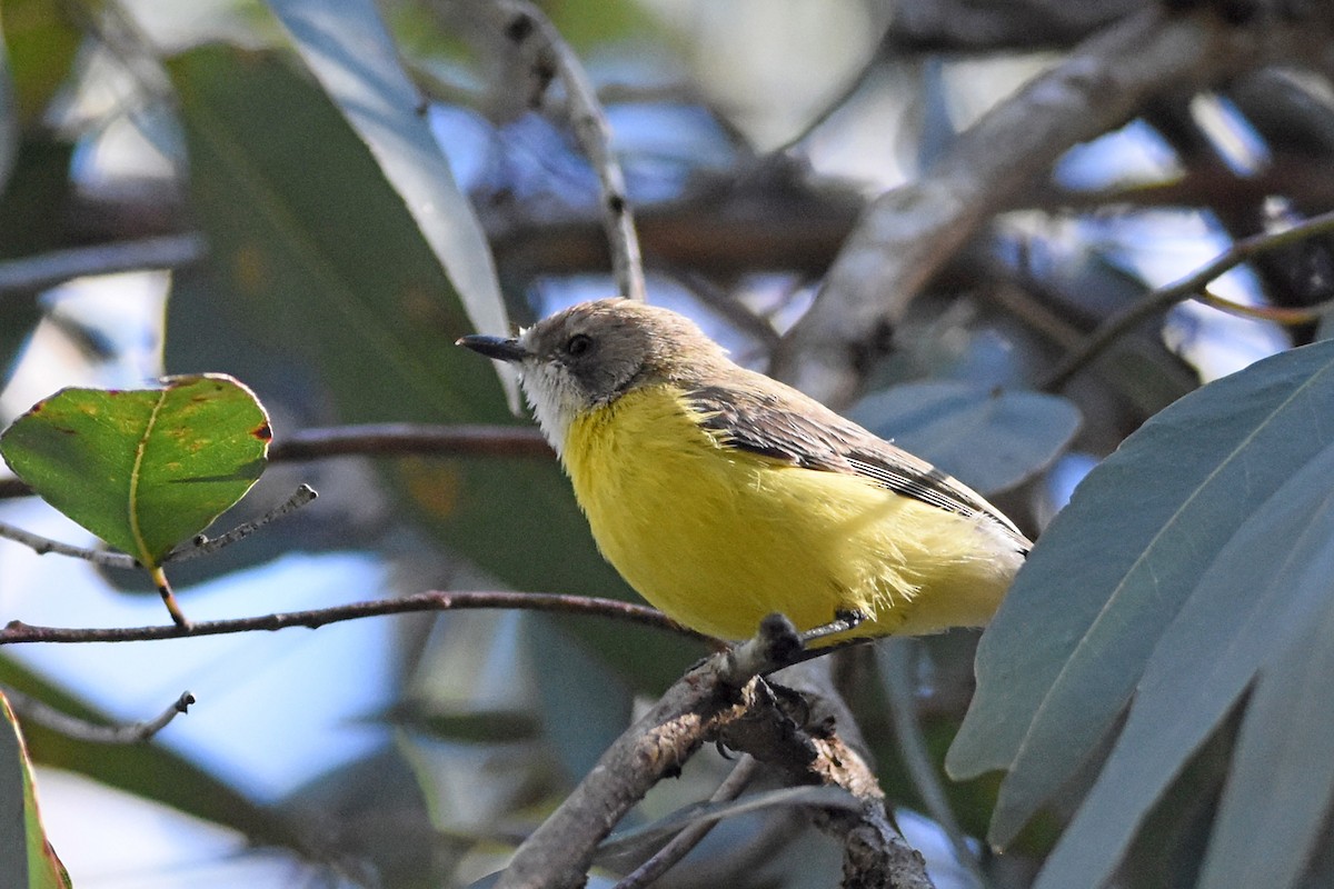 White-throated Gerygone - ML641144960