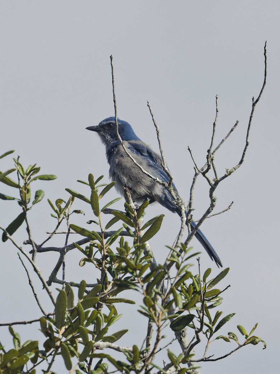 Florida Scrub-Jay - ML641144964