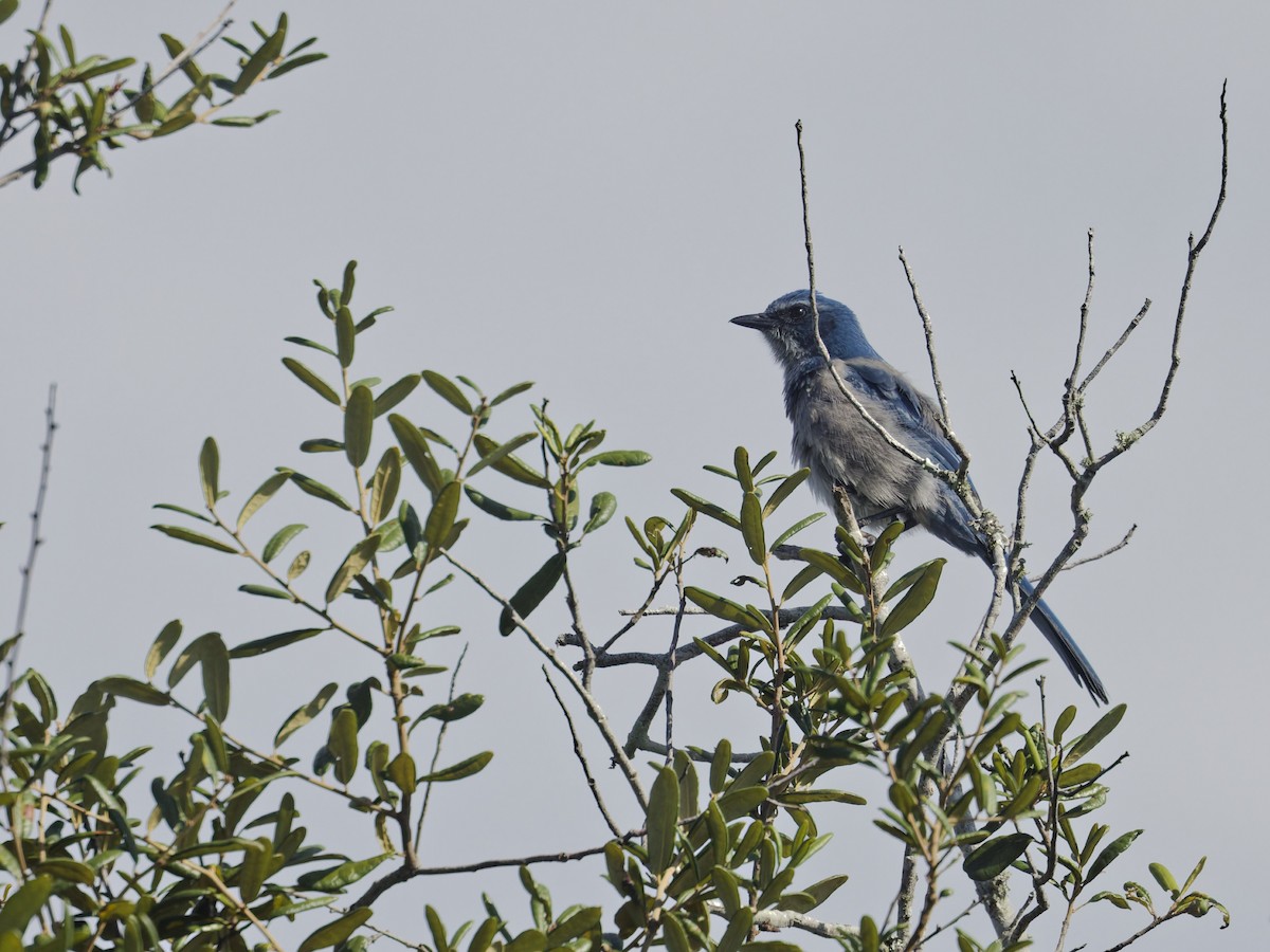 Florida Scrub-Jay - ML641144965