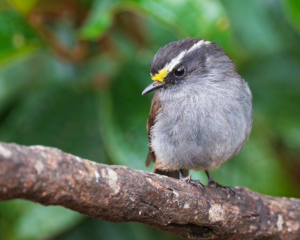 Crowned Chat-Tyrant - ML641144991