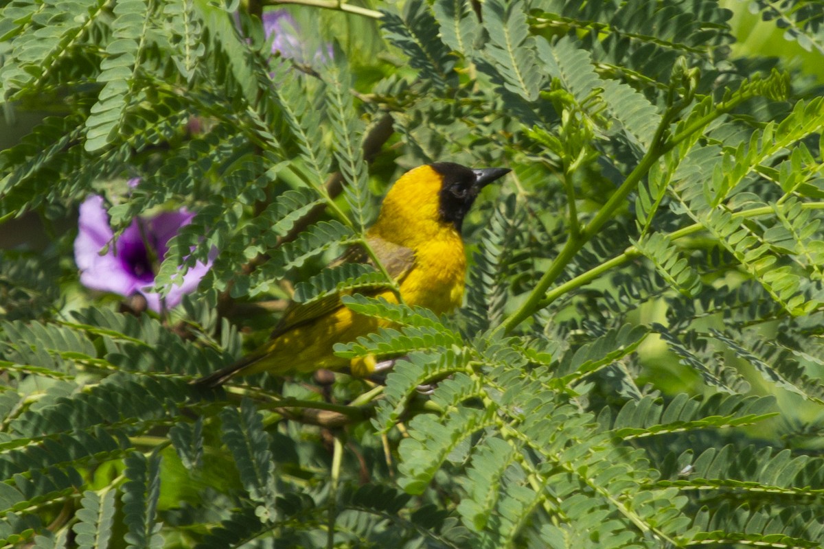 Slender-billed Weaver - ML641145009