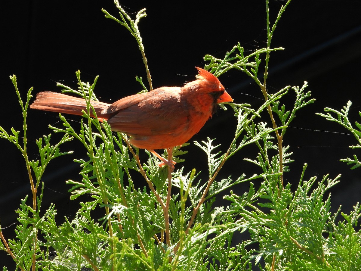 Northern Cardinal - ML641145021