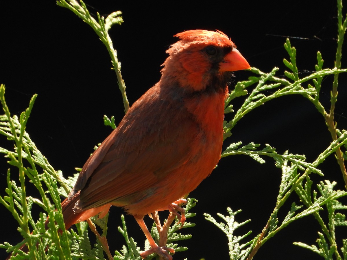 Northern Cardinal - ML641145022