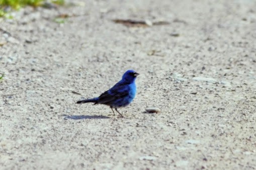 Indigo Bunting - ML641145031