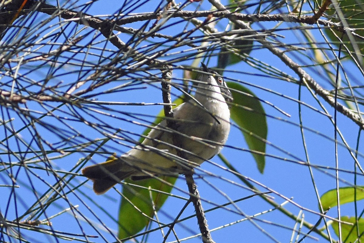White-throated Honeyeater - ML641145033