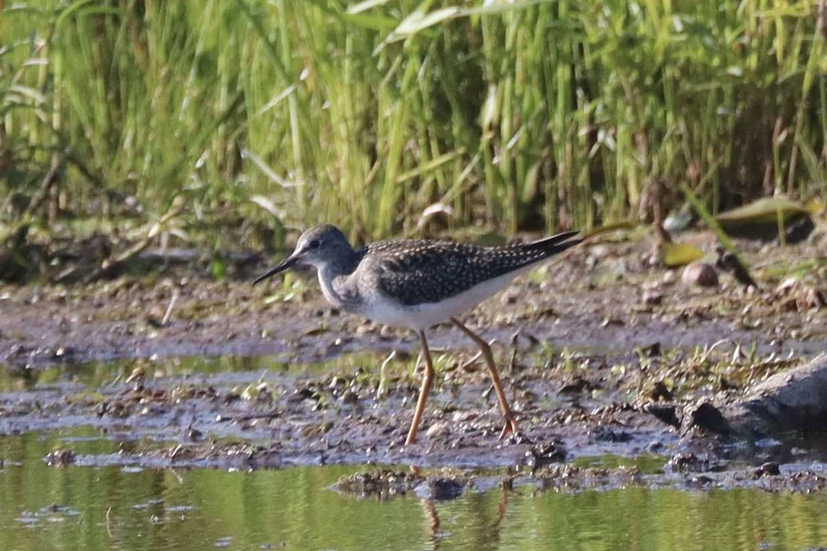 Lesser Yellowlegs - ML641145056