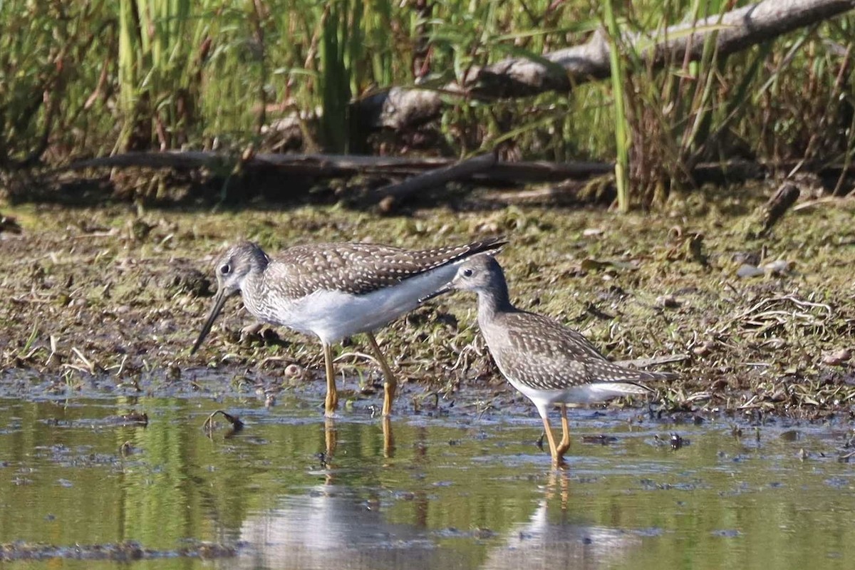 Lesser Yellowlegs - ML641145057