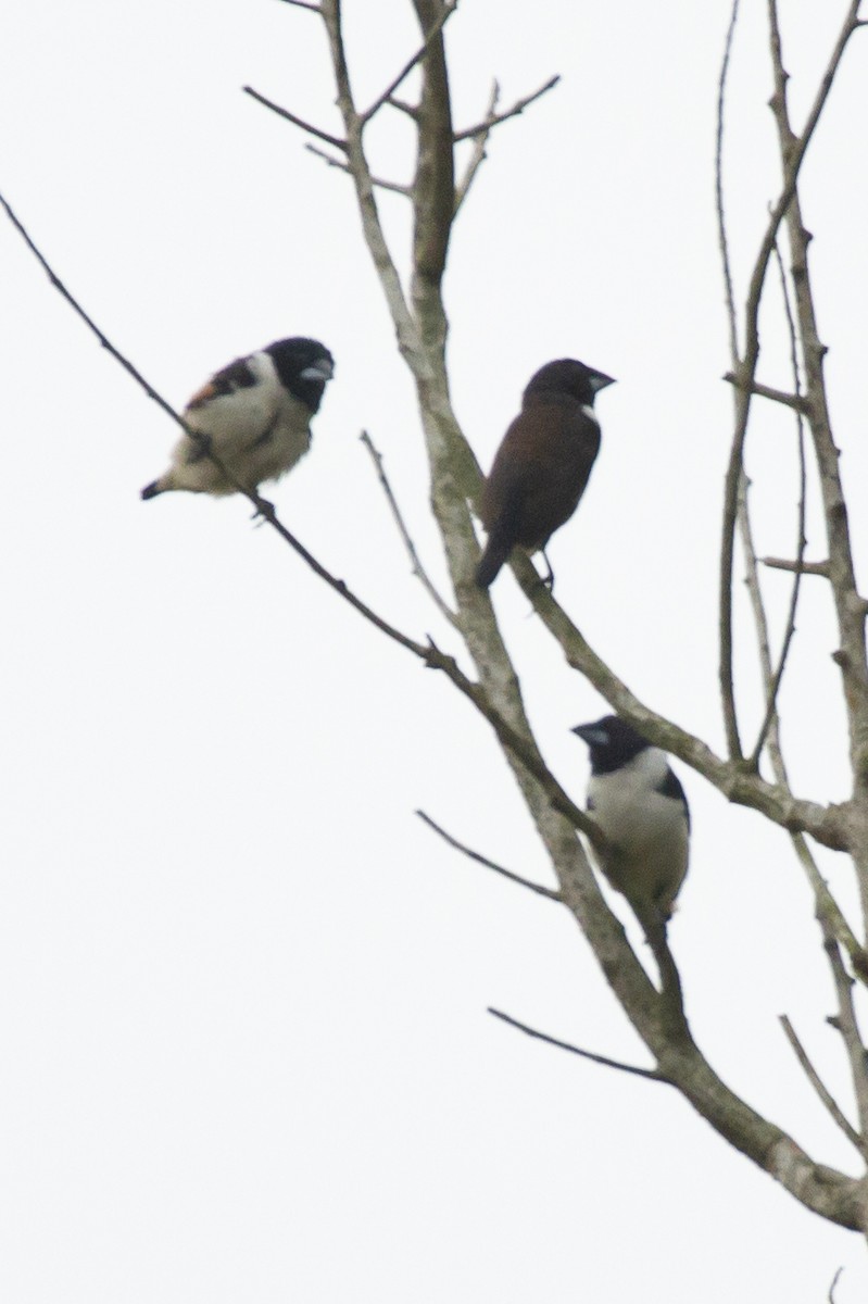 Magpie Mannikin - ML641145060