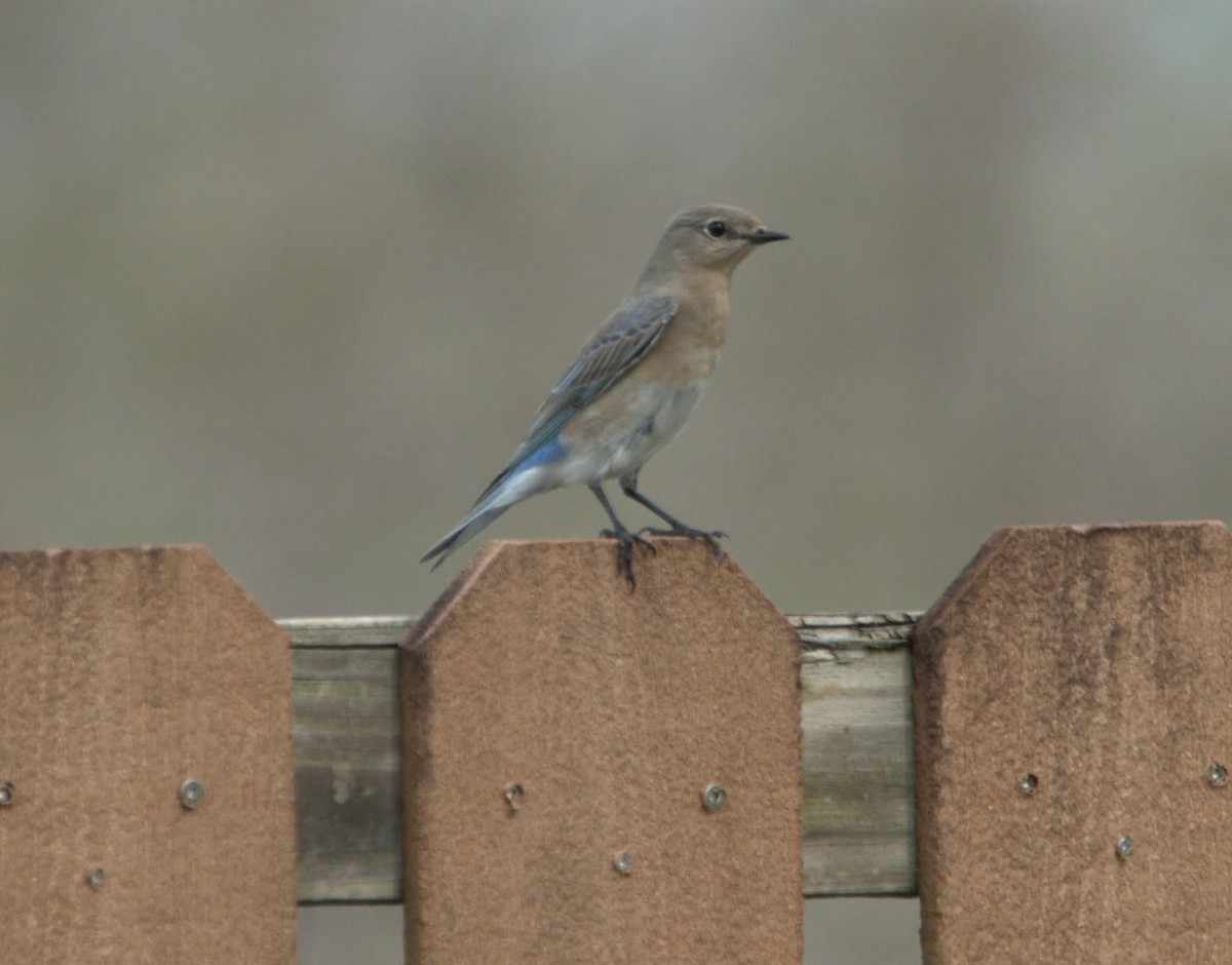 Mountain Bluebird - ML641145067
