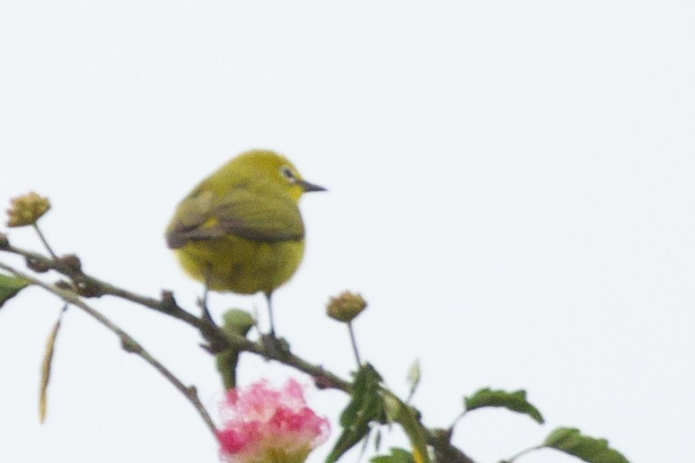 Northern Yellow White-eye - ML641145068