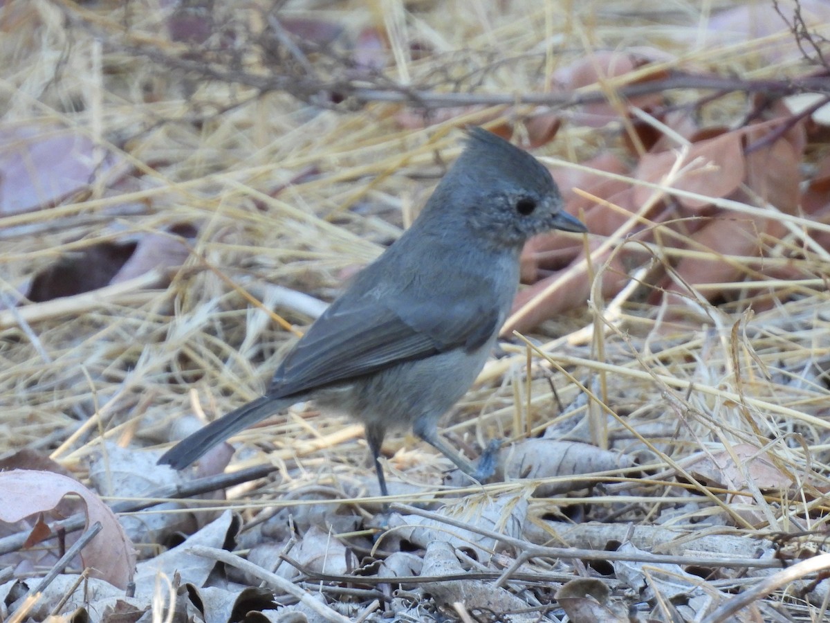 Oak Titmouse - ML641145082
