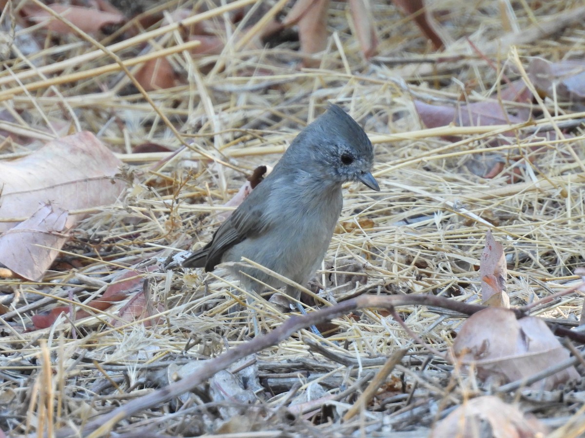 Oak Titmouse - ML641145083