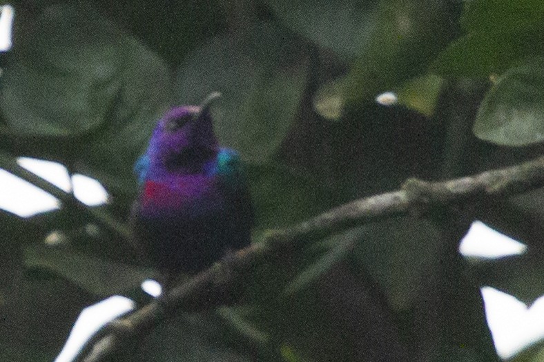 Splendid Sunbird - ML641145085