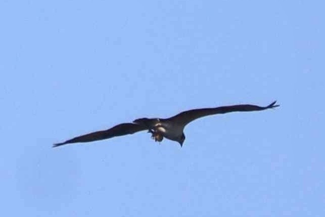 Osprey - ML641145091